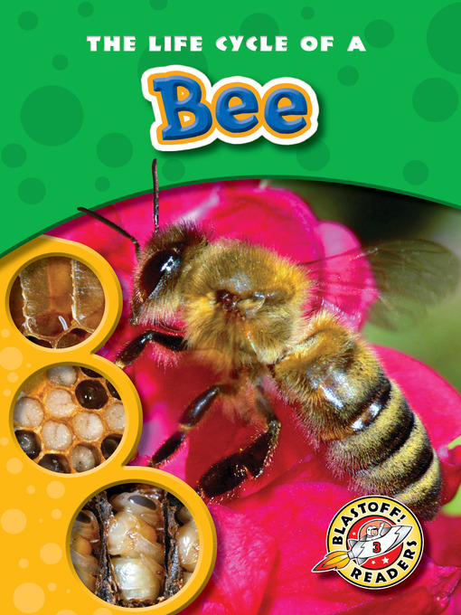 Title details for The Life Cycle of a Bee by Mandy Kaplan - Available
